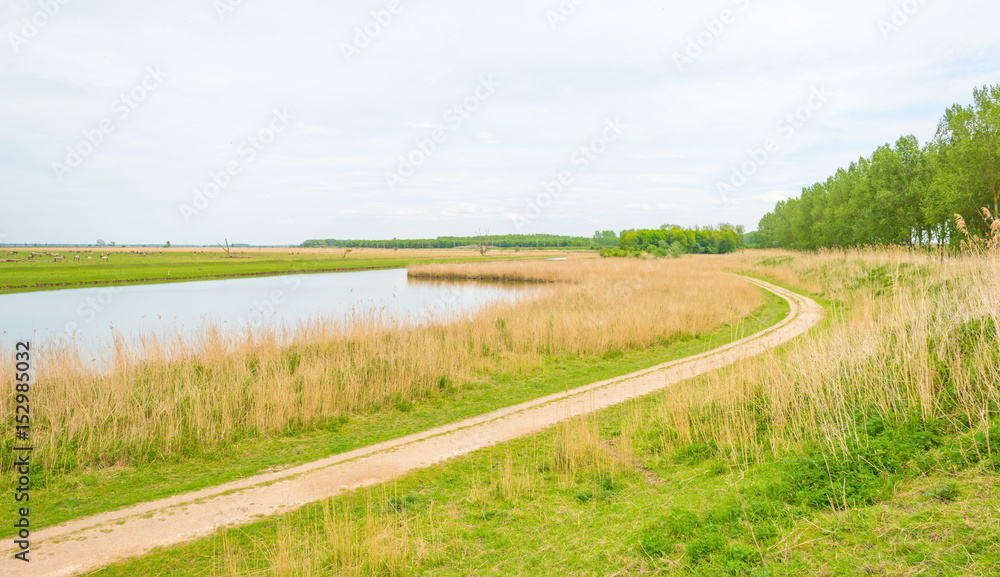 Obraz premium Reed along the shore of a lake wetland in spring 