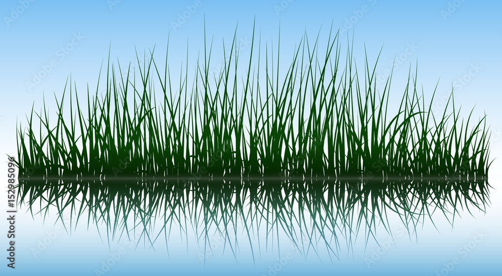 Fototapeta premium Green grass silhouettes with reflection on water surface, vector illustration.