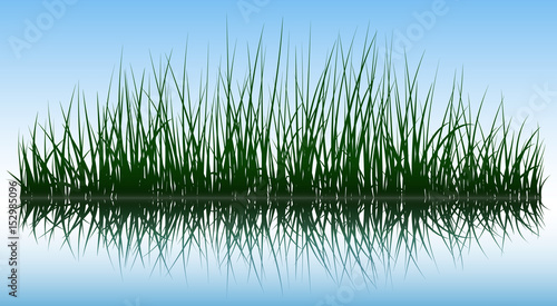 Green grass silhouettes with reflection on water surface  vector illustration.