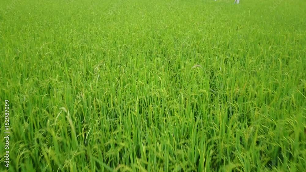 aerial view of rice field