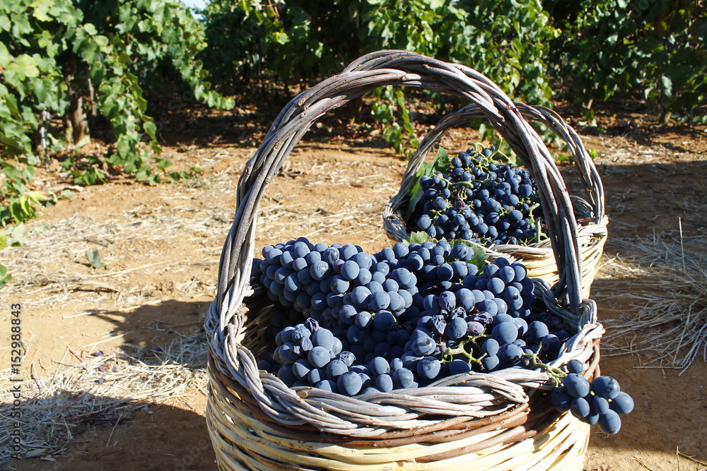 Raccolta uva in cesti di vimini Raccolta uva in cesti di vimini