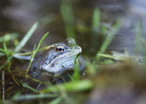 симпатичная лягушка в пруду крупным планом