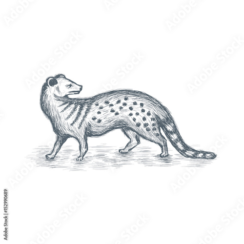 Mongoose sketch vector