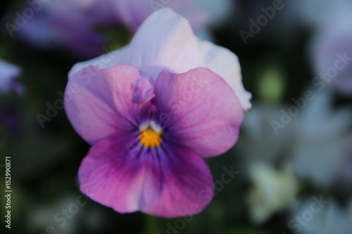 lila pansy in blur