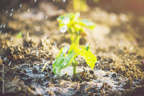 caring for a new life. Watering young plants. Selective focus.   photo