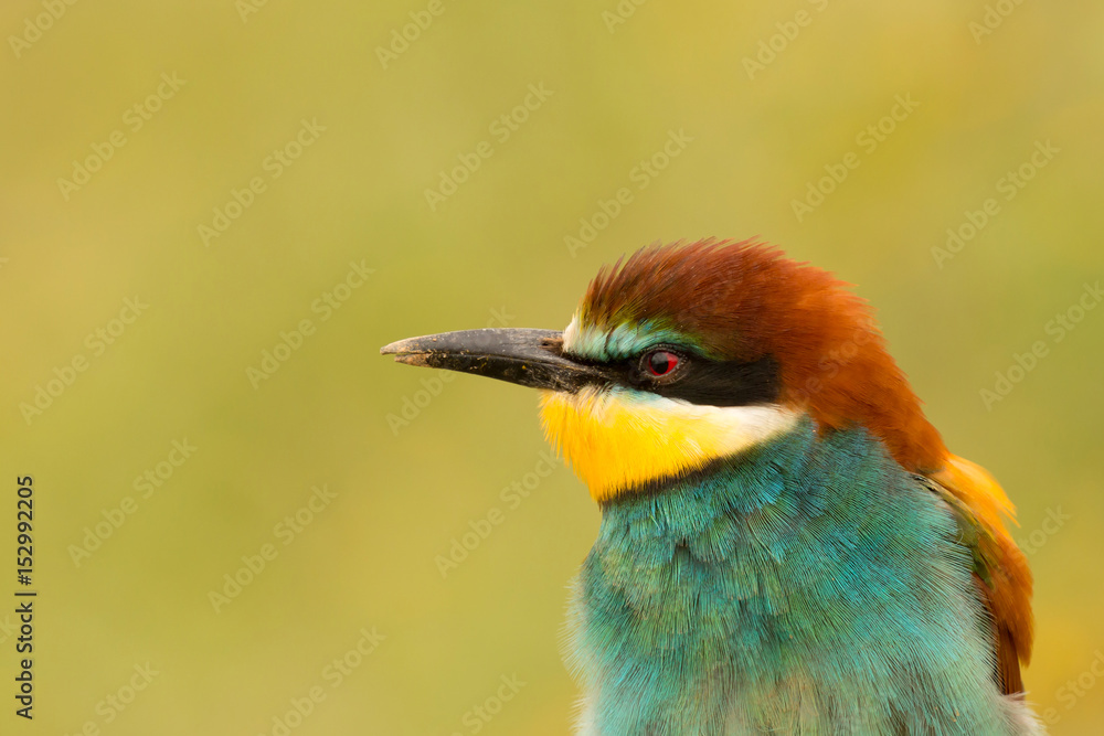Obraz premium Portrait of a colourful bird