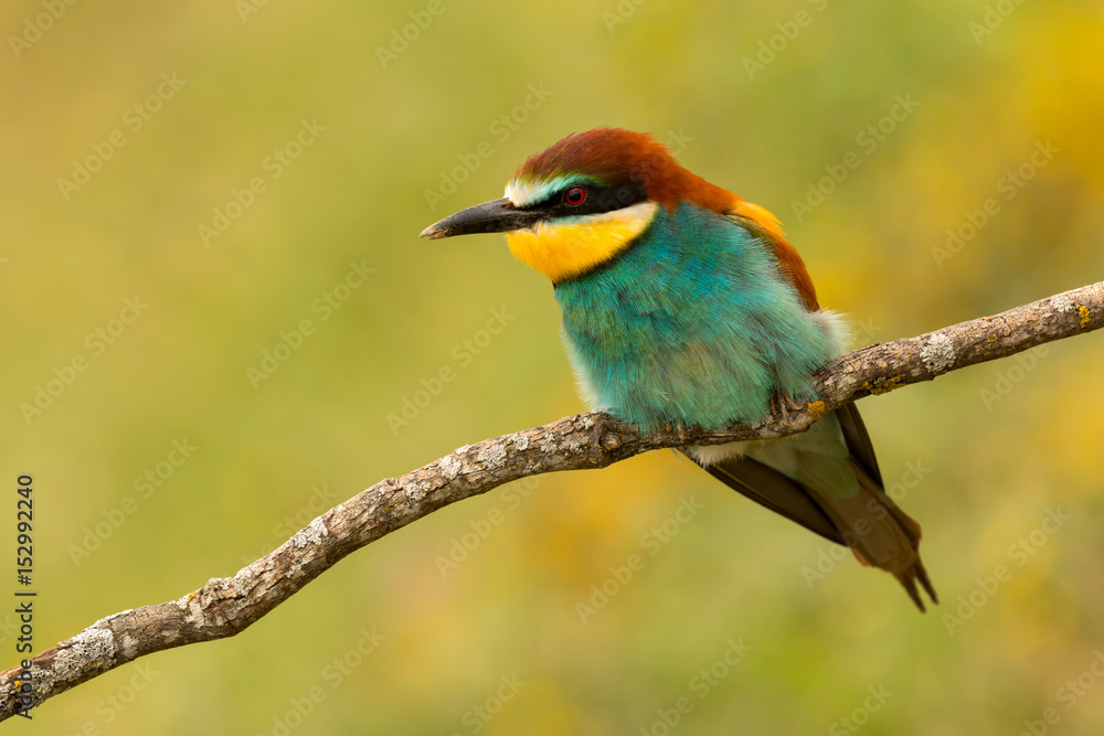 Portrait of a colourful bird