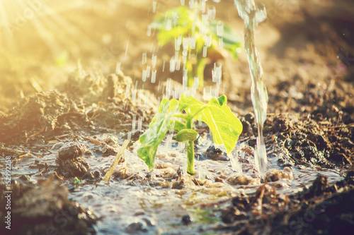 caring for a new life. Watering young plants. Selective focus.   photo