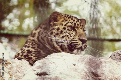 portrait of a beautiful leopard photo