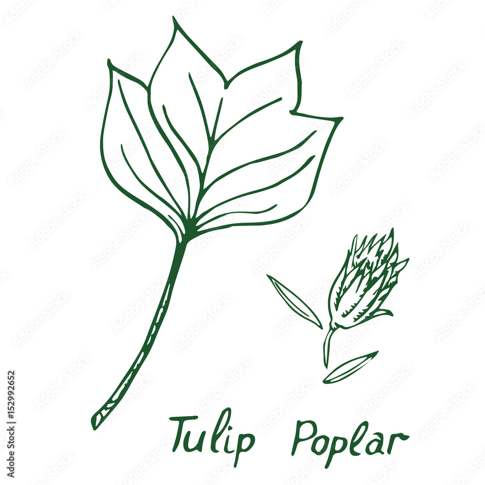 Tulip poplar (Liriodendron tulipifera or American tulip tree) leaf and seed, hand drawn doodle