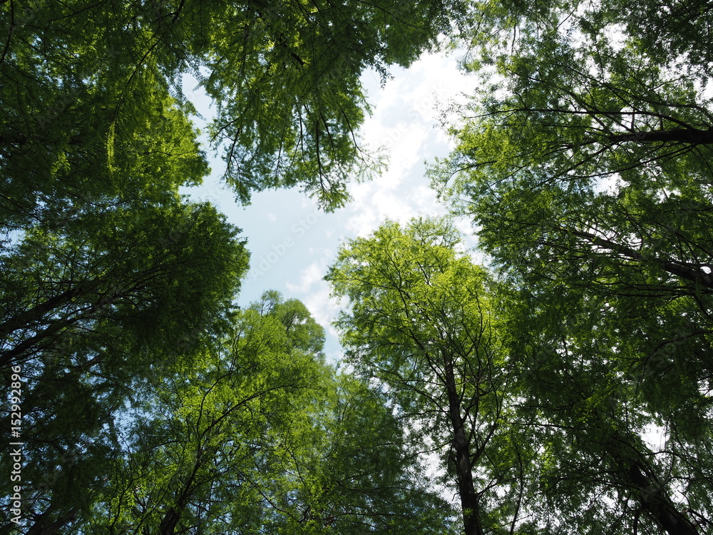 Obraz premium 見上げれば/見上げれば新緑の窓