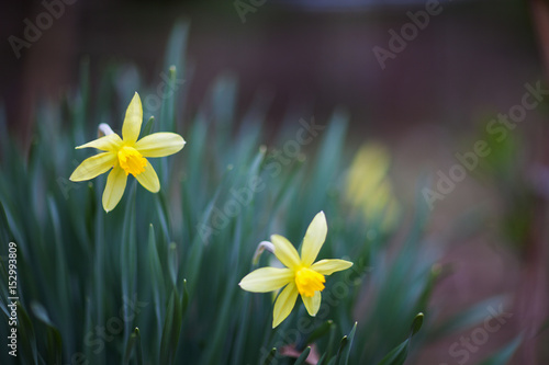 Принти на полотні Blooming yellow daffodils at their summer cottage in spring Sunny day