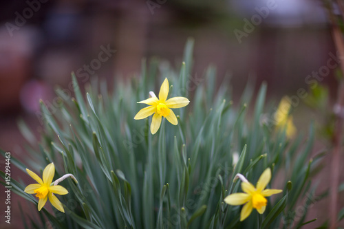 Принти на полотні Blooming yellow daffodils at their summer cottage in spring Sunny day