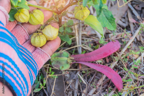 Soft blurred and soft focus local Cape Gooseberry,Inca berry, Golden strawberry,the post emergent weed in paddy rice field after harvested in Thailand with beam, light and lens flare effect tone. photo