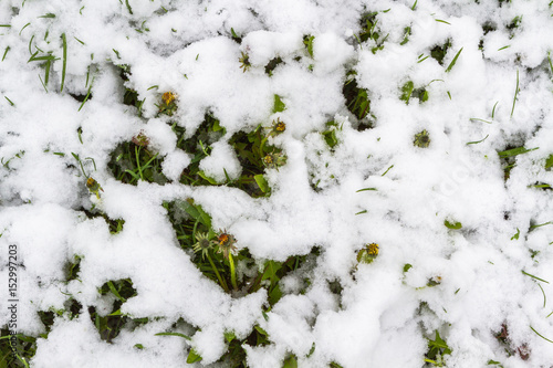 Green grass covered with snow