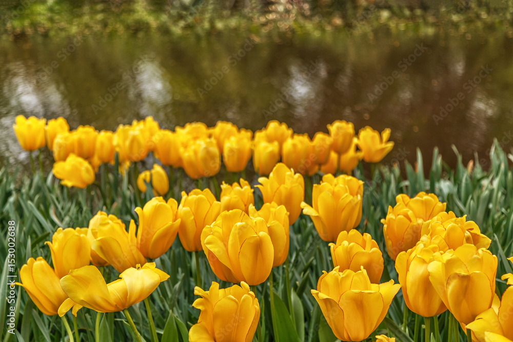 Blooming flowers in Keukenhof park Blooming flowers in Keukenhof park