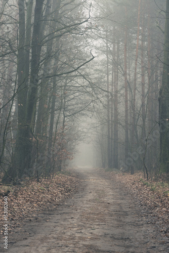 Misterious foggy forest © JonikFoto.pl