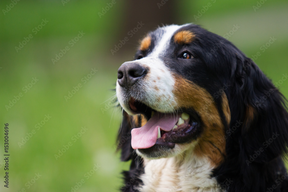 portrait Bernese Mountain Dog looks outdoors, on green grass