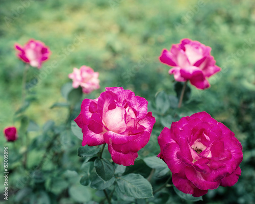 Pink rose flower © ottochka
