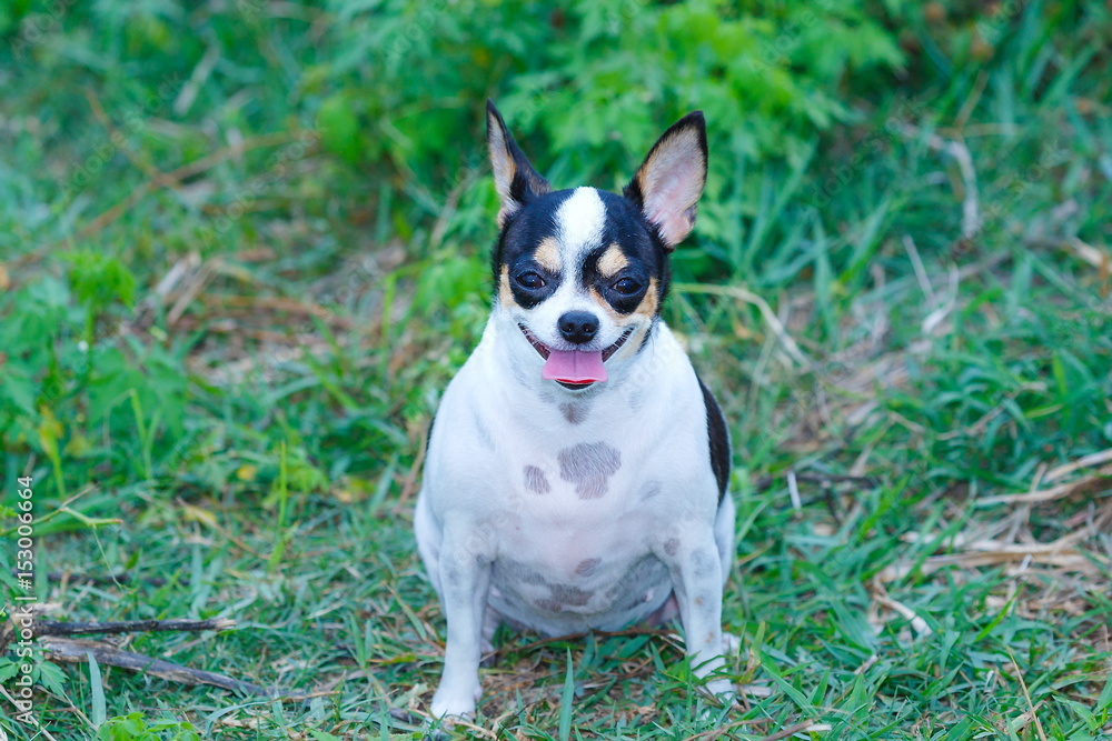 Chihuahua Cute dog.