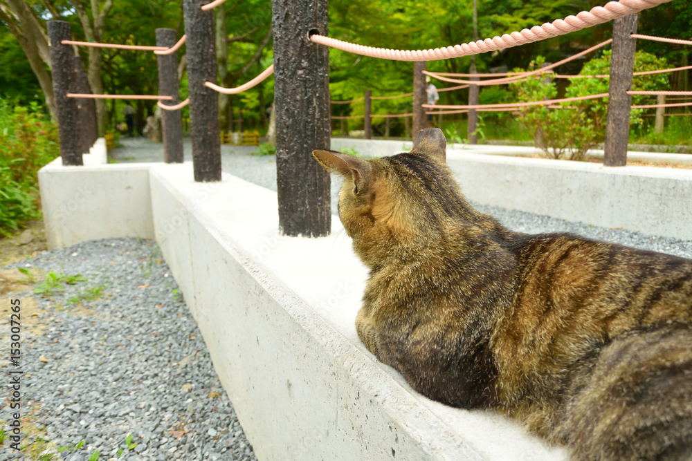 Obraz premium 猫