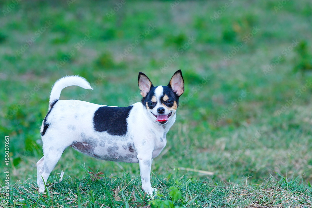 Chihuahua Cute dog.