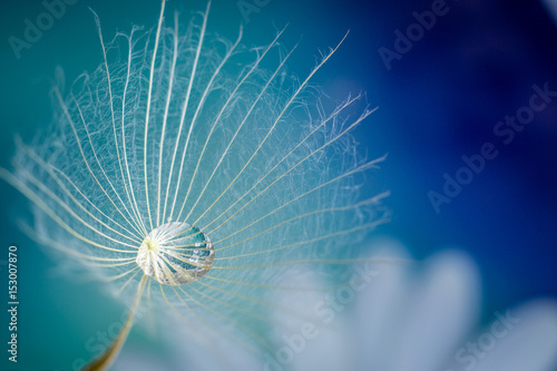 Dandelion seed with a drop of rain in the middle