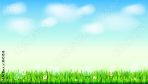 Summer landscape background  green  natural grass border with white daisies  camomile flower and small red ladybug. Blue sky  white clouds in the summer sky. Template for your design or creativity.