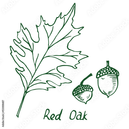 Red Oak (Erythrobalanus) Leaf and acorn, hand drawn doodle, sketch in pop art style, vector illustration