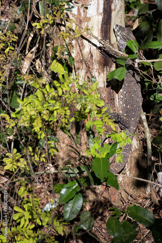 Lace monitor on tree in rain forest © hereswendy