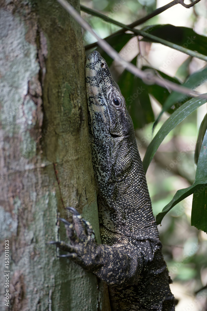 Close-up of Lace monitor in rain forest