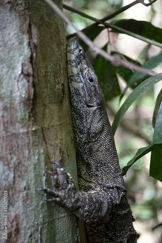 Close-up of Lace monitor in rain forest