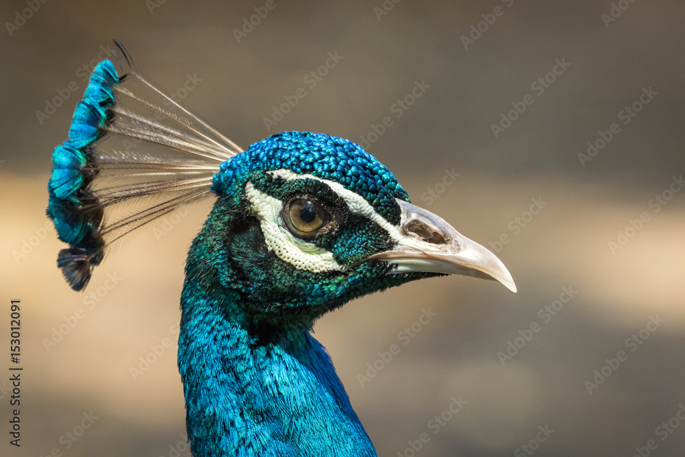 Fototapeta premium Image of a peacock head on nature background. wild animals.