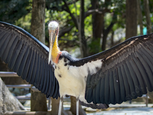 Fotografi Image of a Lesser adjutant stork. wild animals.