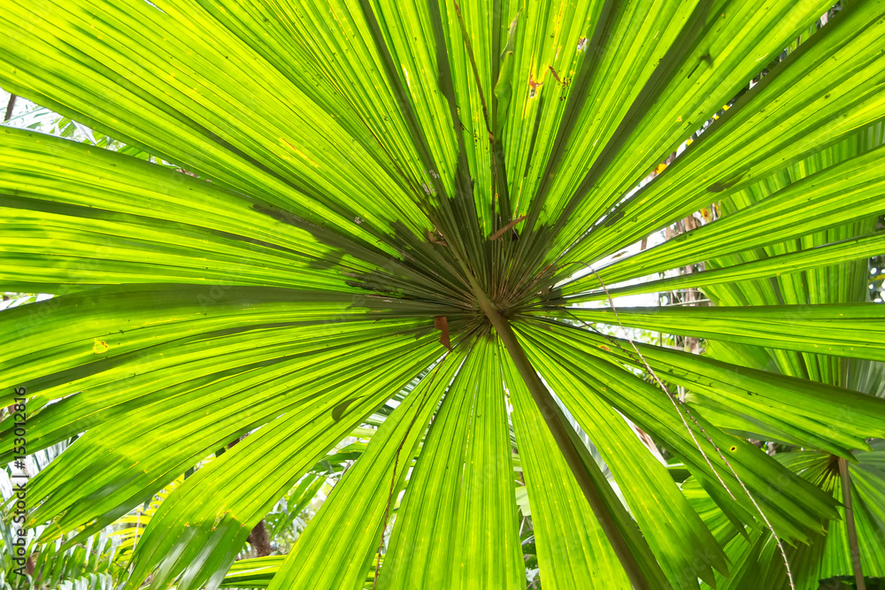 Obraz premium Fan palm leaf close-up