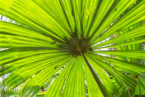 Fan palm leaf close-up