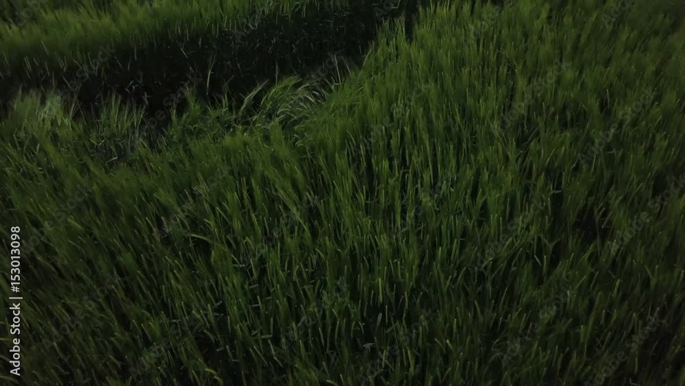 Aerial view of green wheat crops field, drone flying over cultivated plantation Aerial view of green wheat crops field, drone flying over cultivated plantation