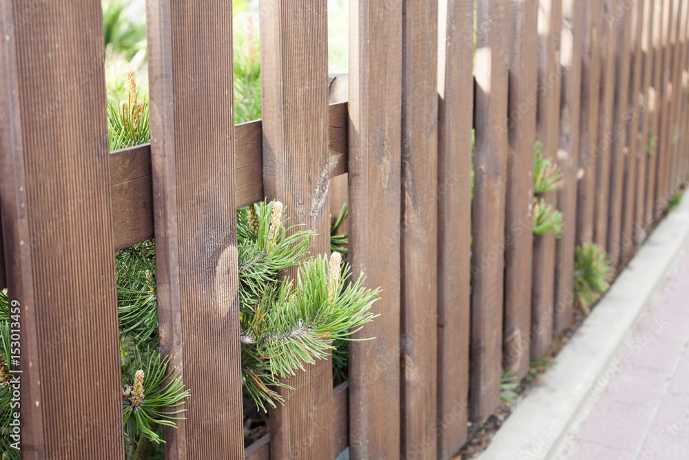 Pine Behind a Fence Pine Behind a Fence