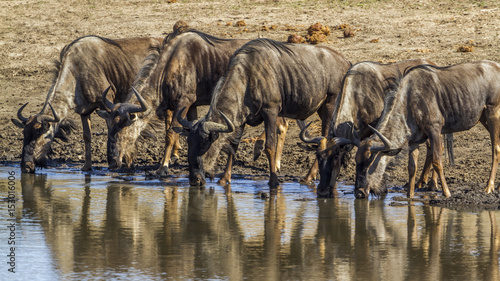 Blue wildebeest in Kruger National park  South Africa