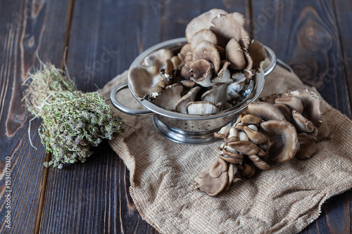 Oyster mushrooms on a neutral background