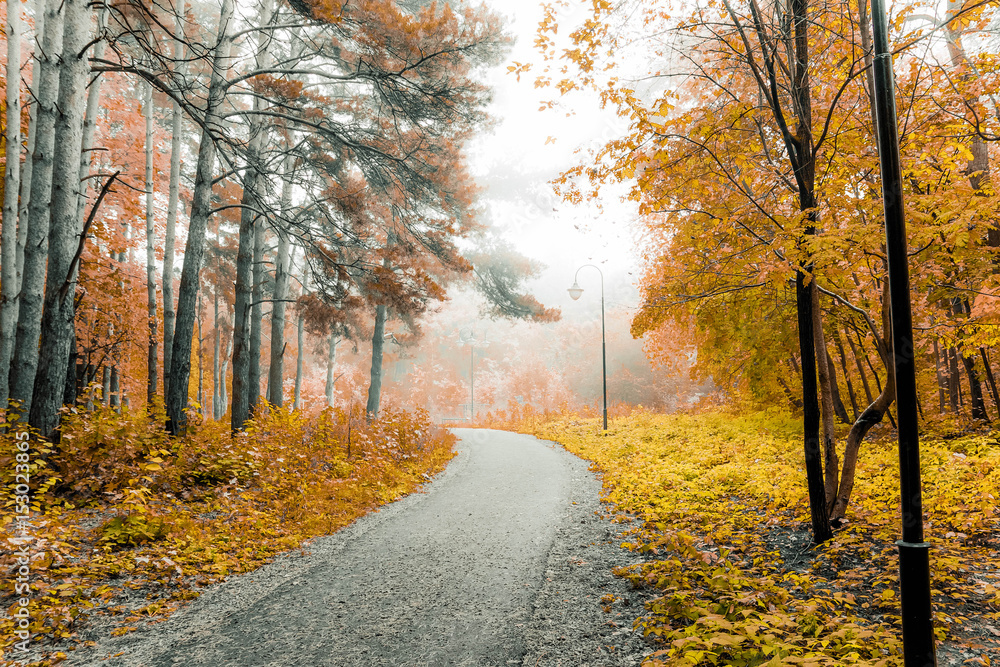 Obraz premium autumn forest