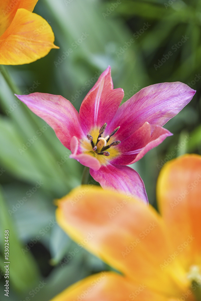 Orange and pink tulips blooming in garden, summer time.