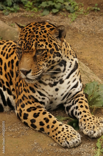 ジャガー © swgwecp