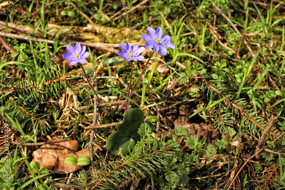 Violet blossom flowers by twigs with needles Violet blossom flowers by twigs with needles