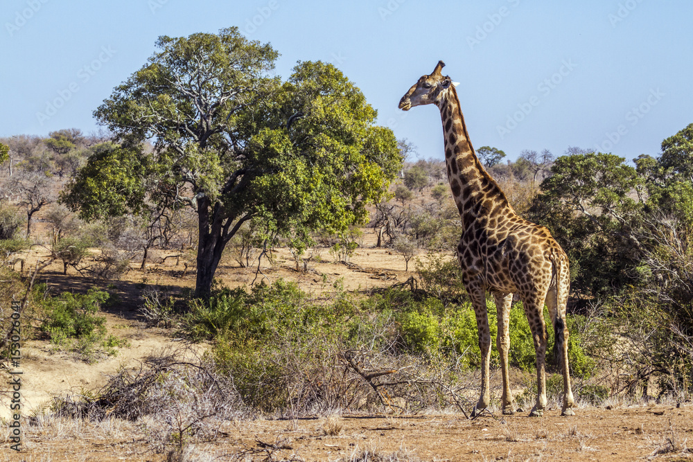 Obraz premium Giraffe in Kruger National park, South Africa