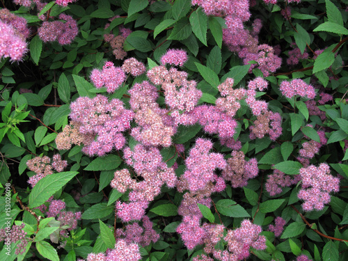 Spiraea bumalda photo