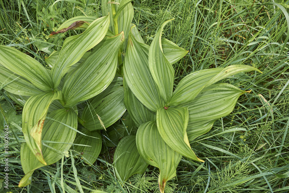 Veratrum viride Veratrum viride