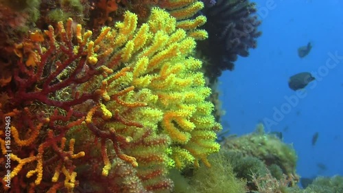 Deep water reefs Violescent sea-whip gorgones, Spain photo