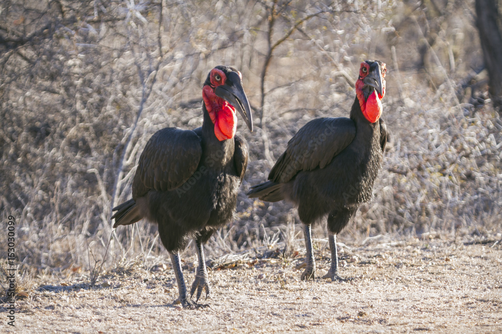 Southern Ground-Hornbill in Kruger National park, South Africa Southern Ground-Hornbill in Kruger National park, South Africa
