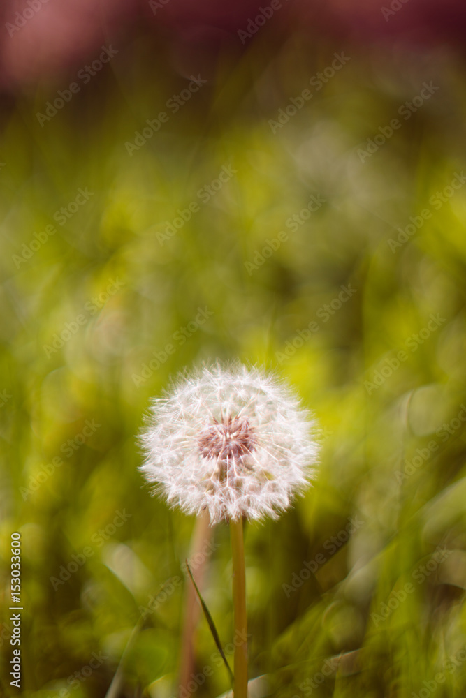 Dandelion seeds in the morning sunlight with a fresh green background